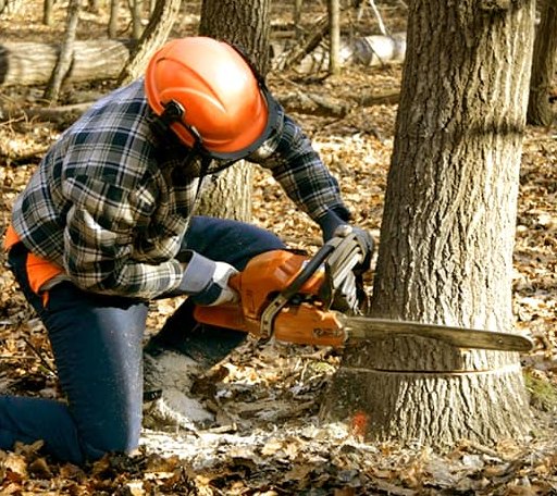 Tree Removal in Harwick, PA